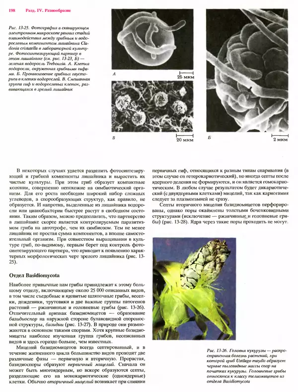 Питер Рейвн - Современная ботаника. В 2х томах. Том 1 - Страница № 198