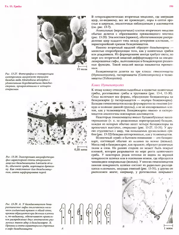 Питер Рейвн - Современная ботаника. В 2х томах. Том 1 - Страница № 199