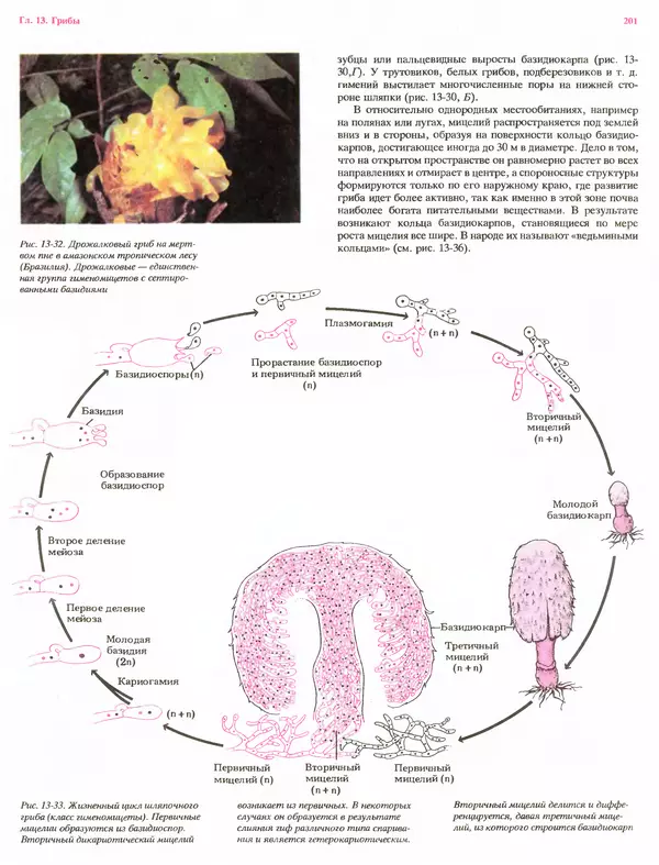 Питер Рейвн - Современная ботаника. В 2х томах. Том 1 - Страница № 201