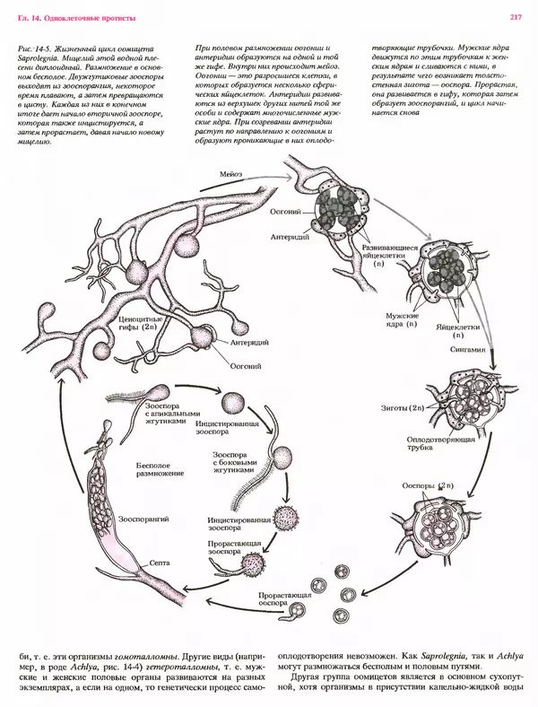 Питер Рейвн - Современная ботаника. В 2х томах. Том 1 - Страница № 217
