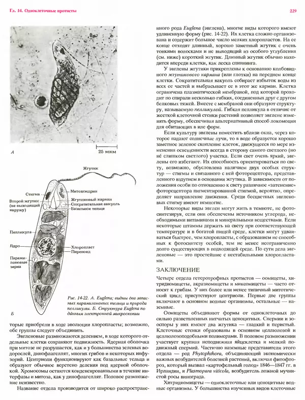 Питер Рейвн - Современная ботаника. В 2х томах. Том 1 - Страница № 229
