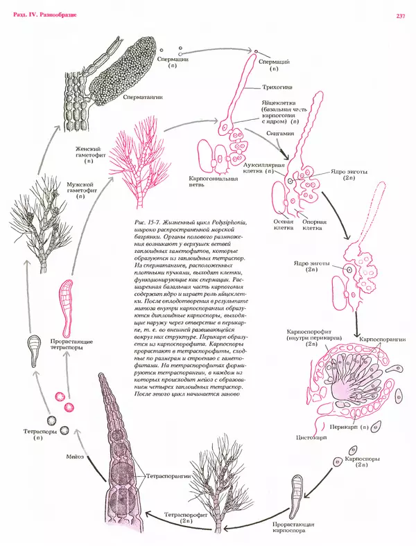 Питер Рейвн - Современная ботаника. В 2х томах. Том 1 - Страница № 237