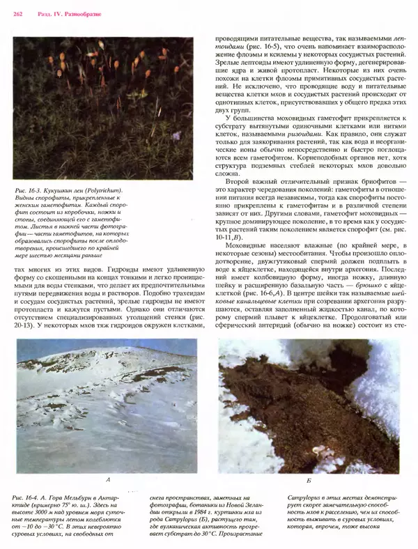 Питер Рейвн - Современная ботаника. В 2х томах. Том 1 - Страница № 262