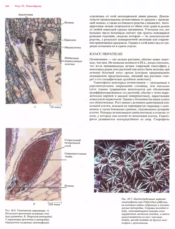 Питер Рейвн - Современная ботаника. В 2х томах. Том 1 - Страница № 264