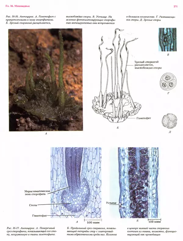 Питер Рейвн - Современная ботаника. В 2х томах. Том 1 - Страница № 271