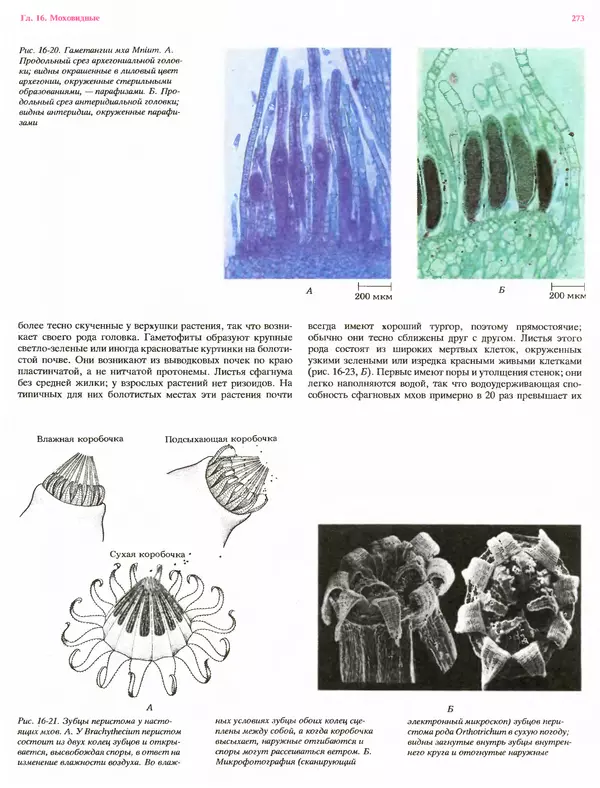Питер Рейвн - Современная ботаника. В 2х томах. Том 1 - Страница № 273