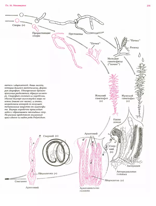 Питер Рейвн - Современная ботаника. В 2х томах. Том 1 - Страница № 275