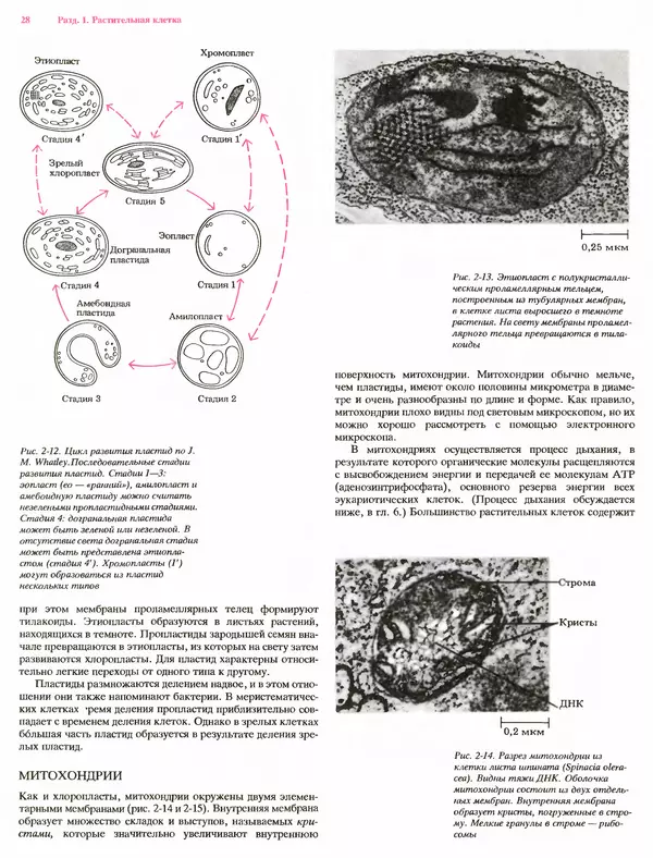 Питер Рейвн - Современная ботаника. В 2х томах. Том 1 - Страница № 28