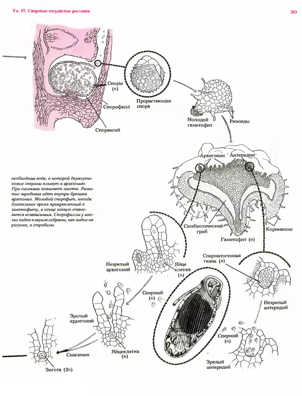Питер Рейвн - Современная ботаника. В 2х томах. Том 1 - Страница № 293
