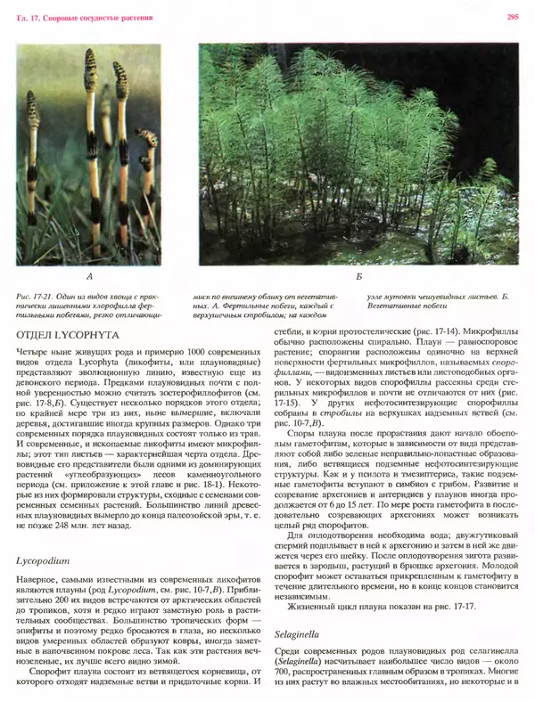 Питер Рейвн - Современная ботаника. В 2х томах. Том 1 - Страница № 295
