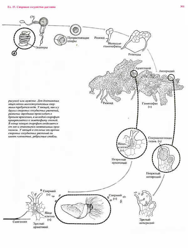 Питер Рейвн - Современная ботаника. В 2х томах. Том 1 - Страница № 301