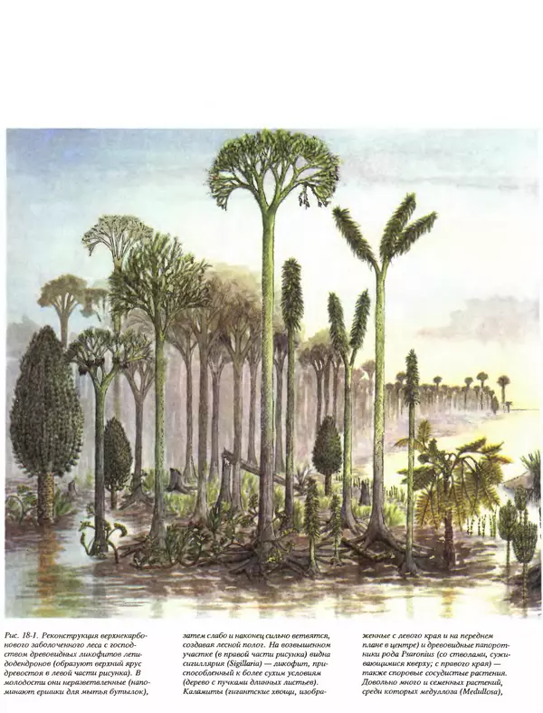 Питер Рейвн - Современная ботаника. В 2х томах. Том 1 - Страница № 310