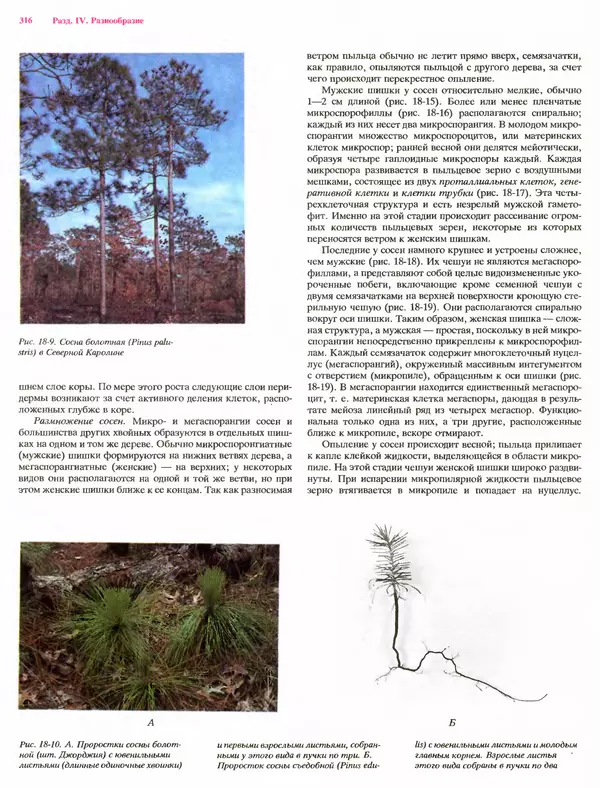 Питер Рейвн - Современная ботаника. В 2х томах. Том 1 - Страница № 316