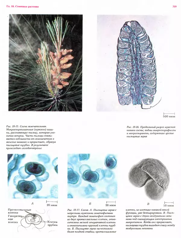 Питер Рейвн - Современная ботаника. В 2х томах. Том 1 - Страница № 319