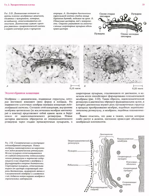 Питер Рейвн - Современная ботаника. В 2х томах. Том 1 - Страница № 33