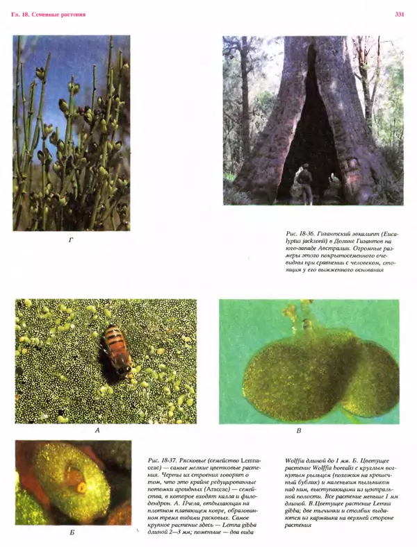 Питер Рейвн - Современная ботаника. В 2х томах. Том 1 - Страница № 331