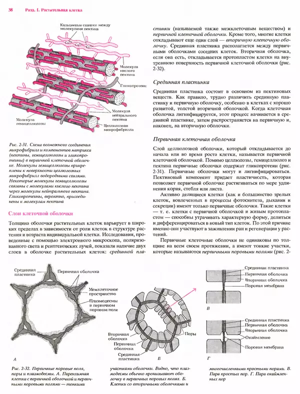 Питер Рейвн - Современная ботаника. В 2х томах. Том 1 - Страница № 38