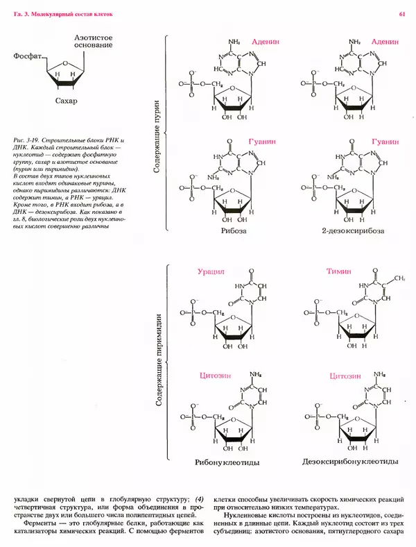 Питер Рейвн - Современная ботаника. В 2х томах. Том 1 - Страница № 61
