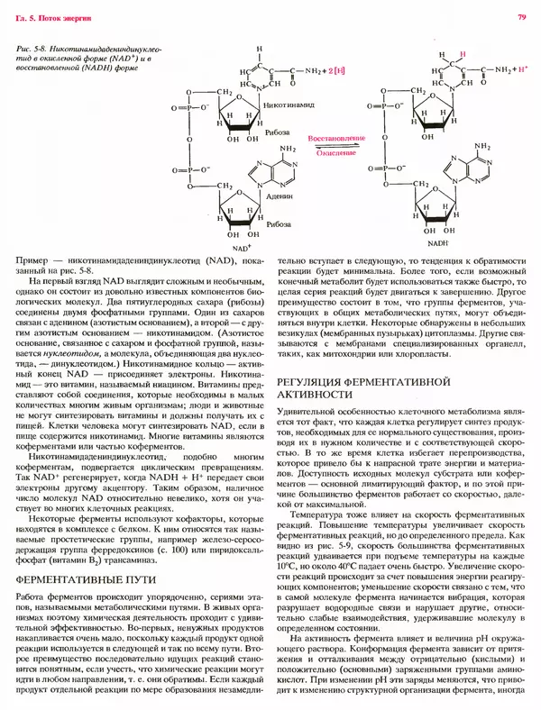Питер Рейвн - Современная ботаника. В 2х томах. Том 1 - Страница № 79