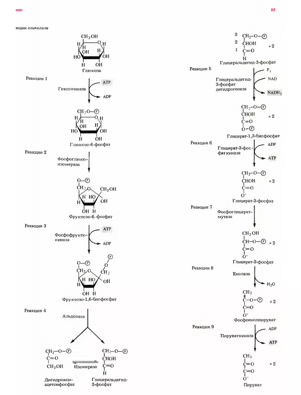 Питер Рейвн - Современная ботаника. В 2х томах. Том 1 - Страница № 85
