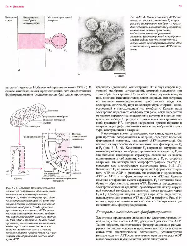 Питер Рейвн - Современная ботаника. В 2х томах. Том 1 - Страница № 91