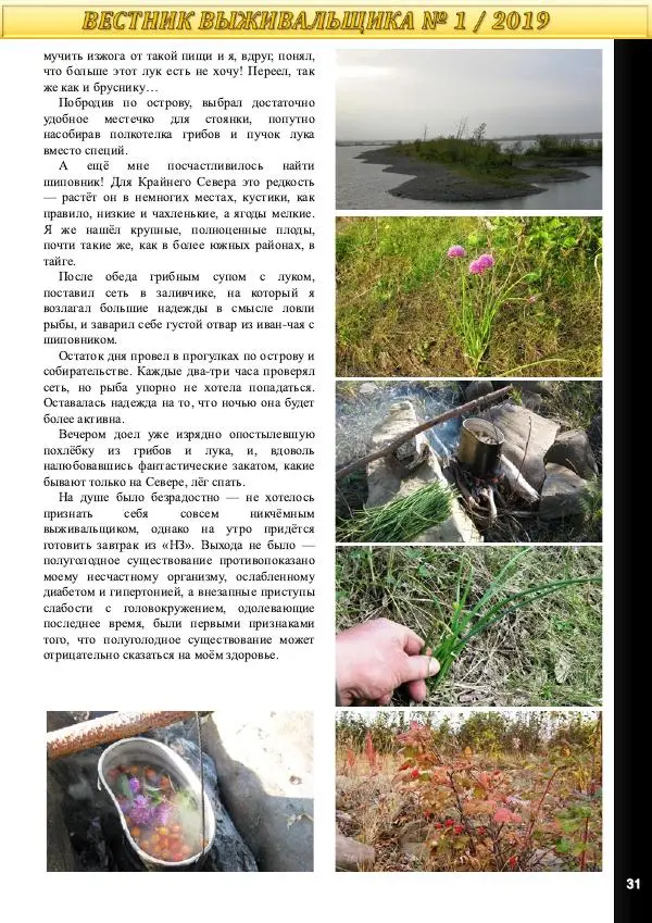  журнал «Вестник выживальщика» - Вестник выживальщика 2019 №01 - Страница № 31
