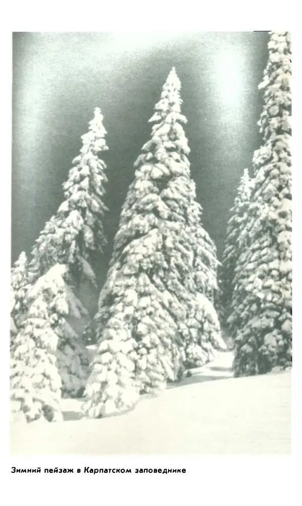 Степан Стойко - Эталоны природы - Страница № 54