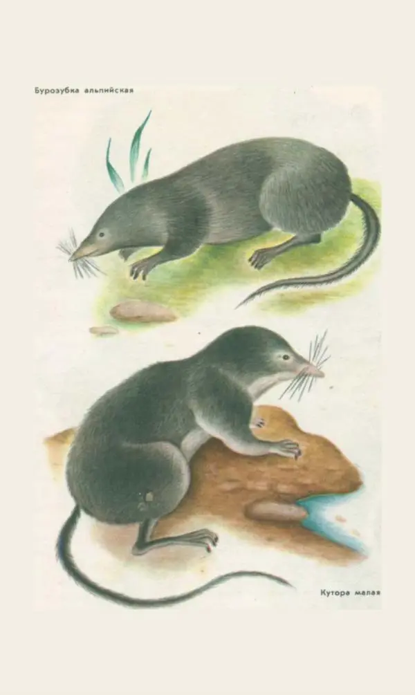 Степан Стойко - Эталоны природы - Страница № 72