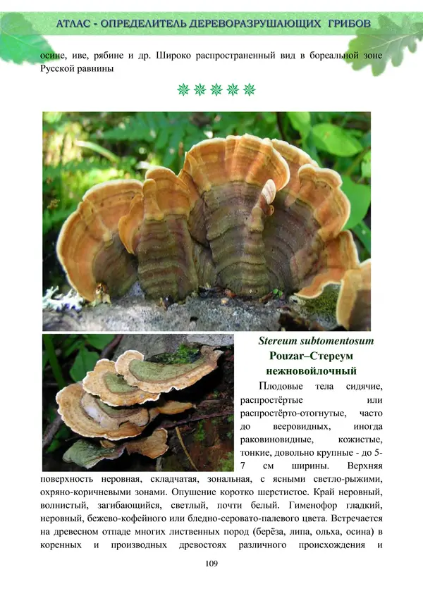  Коллектив авторов - Атлас-определитель дереворазрушающих грибов лесов Русской равнины - Страница № 111