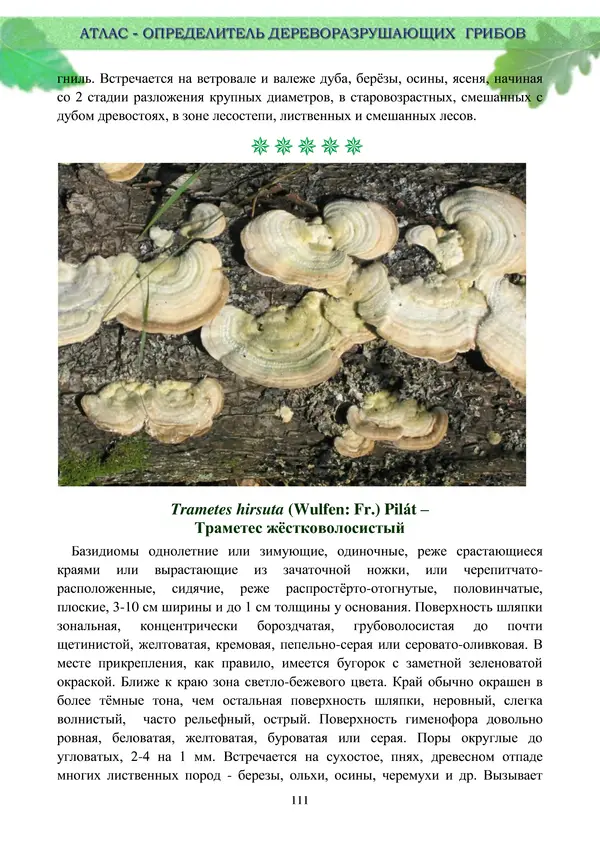  Коллектив авторов - Атлас-определитель дереворазрушающих грибов лесов Русской равнины - Страница № 113
