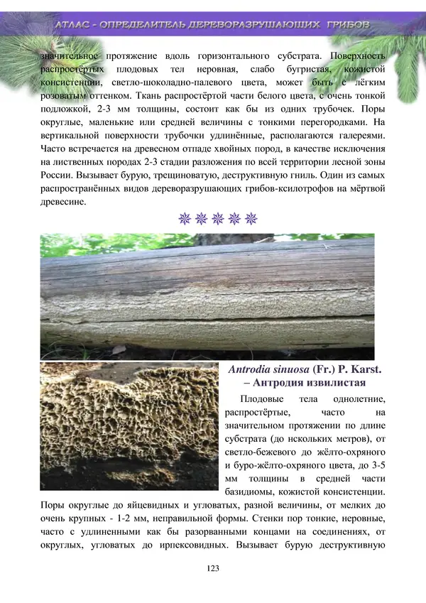  Коллектив авторов - Атлас-определитель дереворазрушающих грибов лесов Русской равнины - Страница № 125