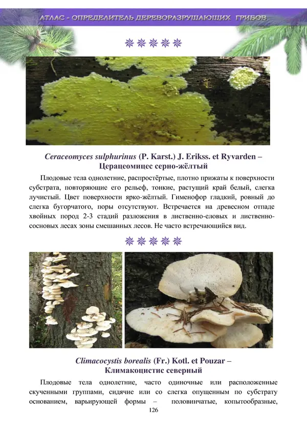  Коллектив авторов - Атлас-определитель дереворазрушающих грибов лесов Русской равнины - Страница № 128