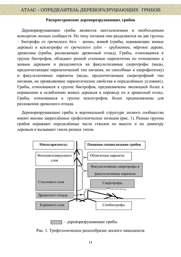  Коллектив авторов - Атлас-определитель дереворазрушающих грибов лесов Русской равнины - Страница № 13