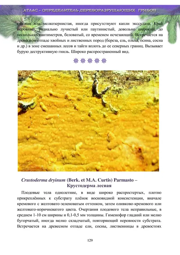  Коллектив авторов - Атлас-определитель дереворазрушающих грибов лесов Русской равнины - Страница № 131