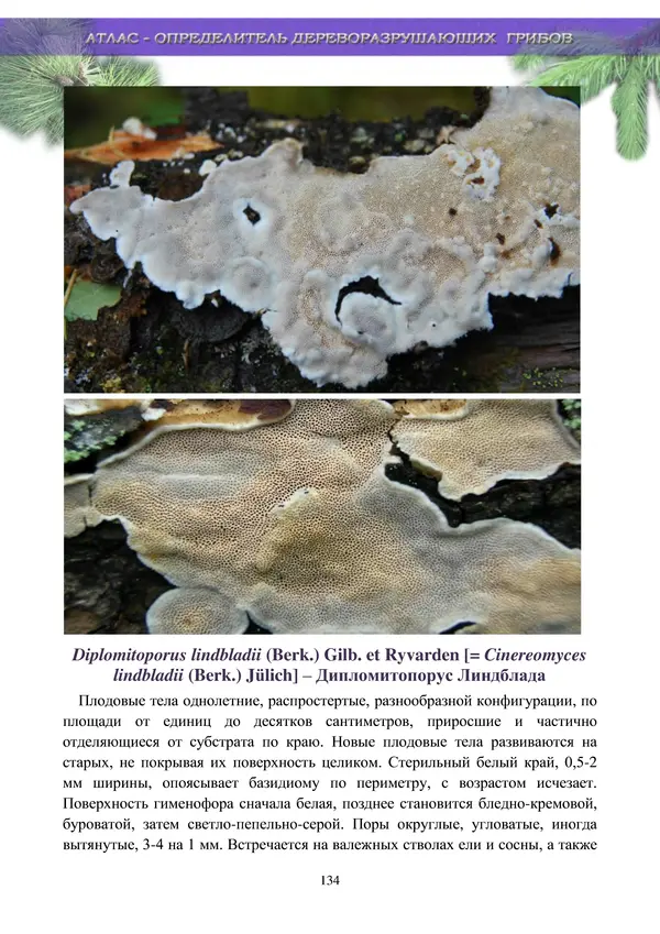  Коллектив авторов - Атлас-определитель дереворазрушающих грибов лесов Русской равнины - Страница № 136