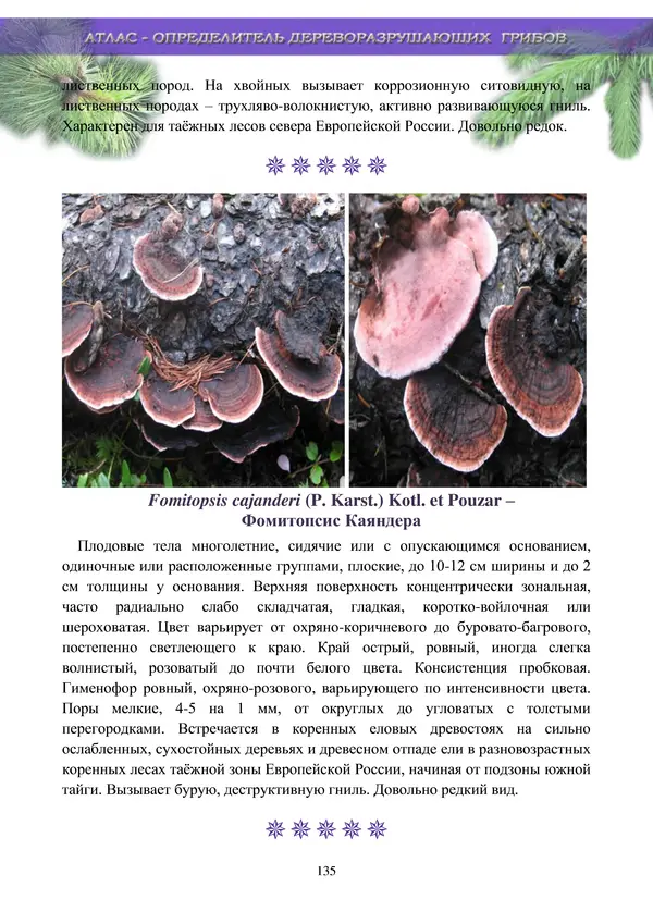  Коллектив авторов - Атлас-определитель дереворазрушающих грибов лесов Русской равнины - Страница № 137