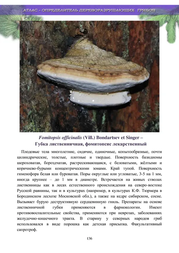  Коллектив авторов - Атлас-определитель дереворазрушающих грибов лесов Русской равнины - Страница № 138