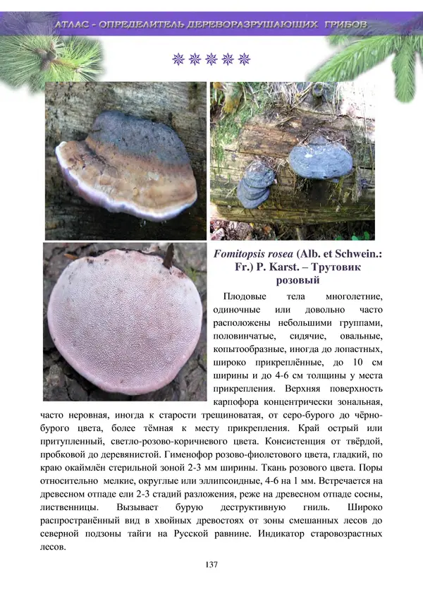  Коллектив авторов - Атлас-определитель дереворазрушающих грибов лесов Русской равнины - Страница № 139