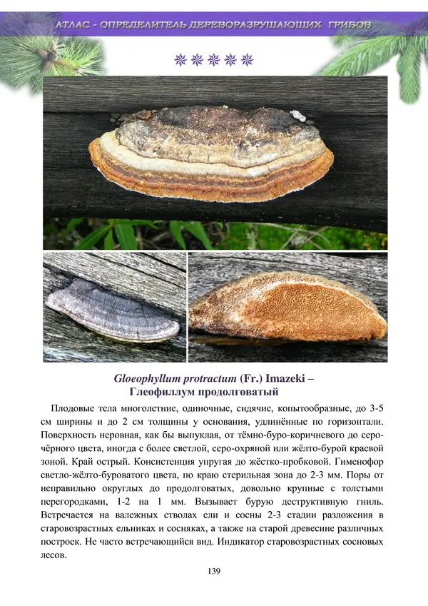  Коллектив авторов - Атлас-определитель дереворазрушающих грибов лесов Русской равнины - Страница № 141