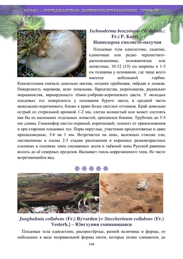  Коллектив авторов - Атлас-определитель дереворазрушающих грибов лесов Русской равнины - Страница № 146