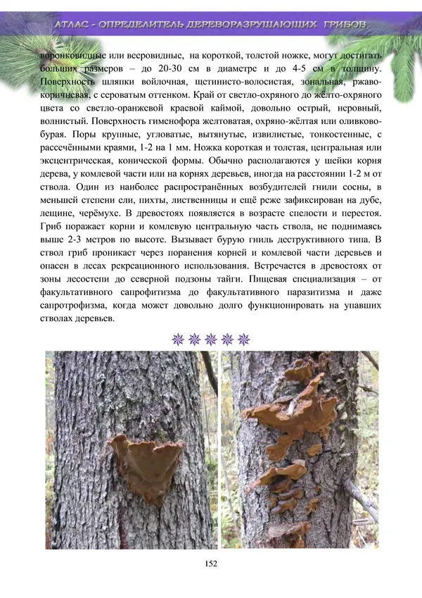  Коллектив авторов - Атлас-определитель дереворазрушающих грибов лесов Русской равнины - Страница № 154