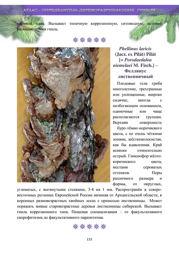  Коллектив авторов - Атлас-определитель дереворазрушающих грибов лесов Русской равнины - Страница № 157