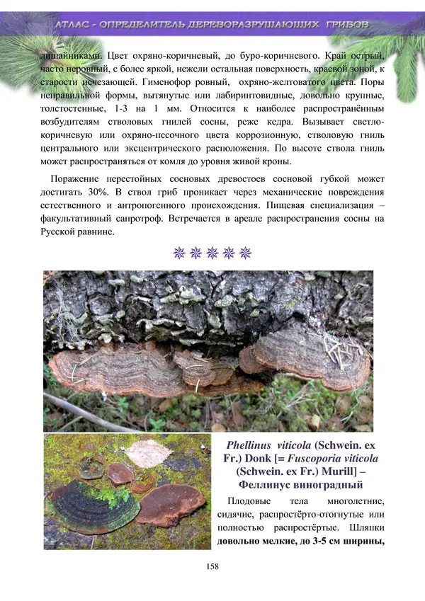  Коллектив авторов - Атлас-определитель дереворазрушающих грибов лесов Русской равнины - Страница № 160