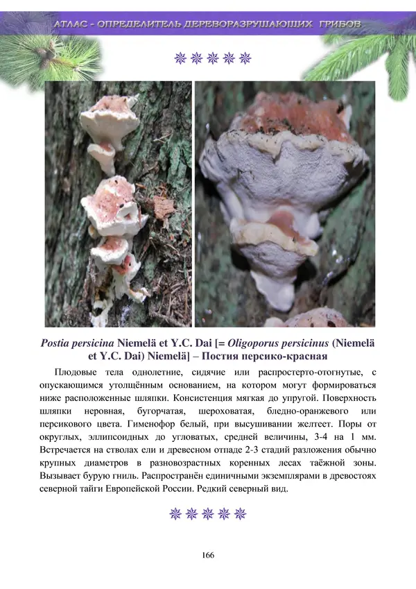  Коллектив авторов - Атлас-определитель дереворазрушающих грибов лесов Русской равнины - Страница № 168