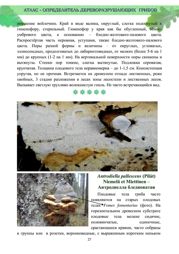  Коллектив авторов - Атлас-определитель дереворазрушающих грибов лесов Русской равнины - Страница № 29
