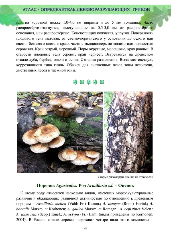 Коллектив авторов - Атлас-определитель дереворазрушающих грибов лесов Русской равнины - Страница № 30