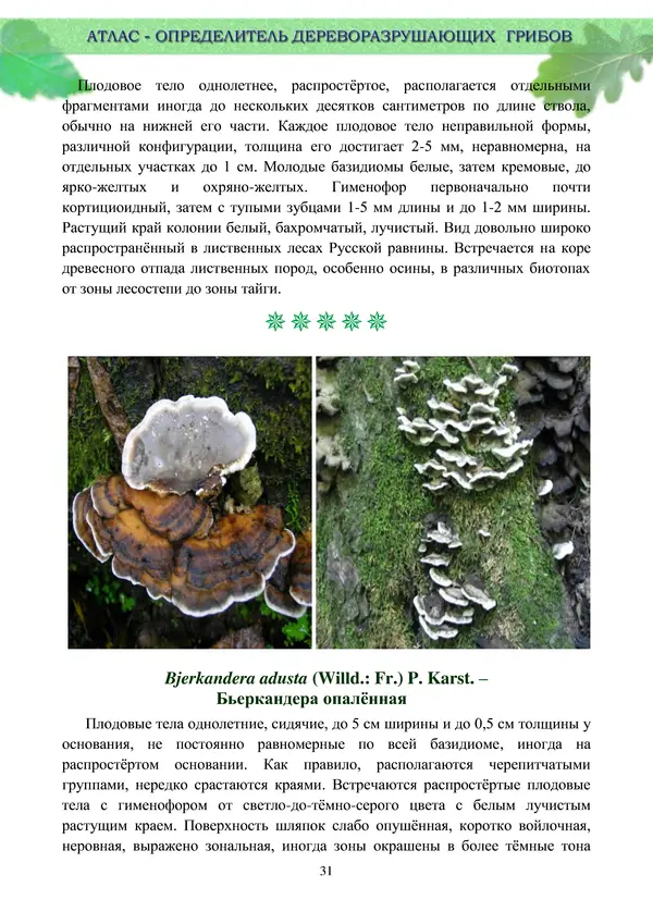  Коллектив авторов - Атлас-определитель дереворазрушающих грибов лесов Русской равнины - Страница № 33