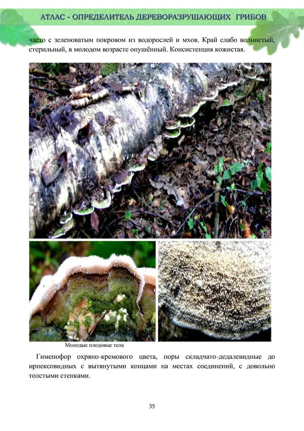  Коллектив авторов - Атлас-определитель дереворазрушающих грибов лесов Русской равнины - Страница № 37