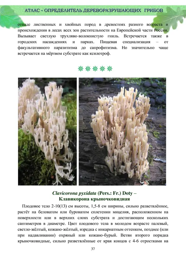  Коллектив авторов - Атлас-определитель дереворазрушающих грибов лесов Русской равнины - Страница № 39