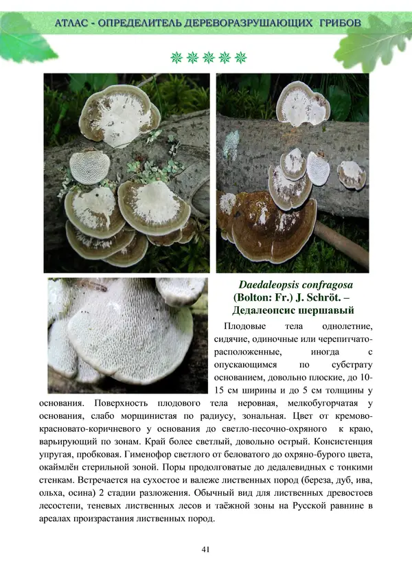  Коллектив авторов - Атлас-определитель дереворазрушающих грибов лесов Русской равнины - Страница № 43